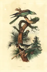Goldcrests, Regulus regulus och European roller, Coracias garrulus