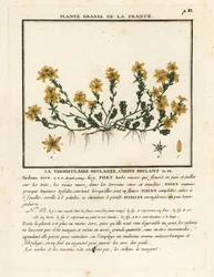 Guldmossa stengröt, Sedum tunnland.