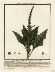 God-kung-Henry, Chenopodium bonus-henricus.