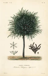 Korn av Selim, Xylopia aethiopica, Habzelia aethiopica, Habzeli från Etiopien