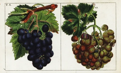 Druvsorter, Vitis vinifera.