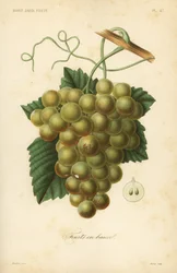Vindruvor, Vitis vinifera