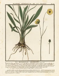 Gräsbladig smörblomma, Ranunculus gramineus.