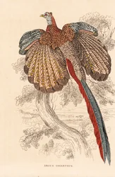Stor argusfasan, Argusianus argus (Argus giganteus). Handkolorerad litografi från Georg Friedrich Treitschkes naturhistoriska galleri, Naturhistorischer Bildersaal des Thierreiches, Liepzig