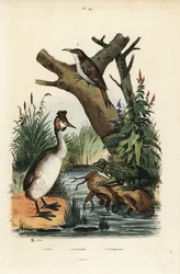 Storspov, Podiceps cristatus 1, grön groda, Pelophylax esculentus 2 och eurasisk trädkrypare, Certhia familiaris 3