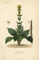 Stor gul gentiana, Gentiana lutea, Grande gentiane