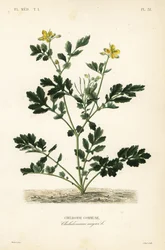 Svalört, Chelidonium majus, Chelidoine