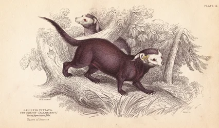 Större grison, Gallictis vittata. Handkolorerat stålgravyr av Lizars efter en illustration av Charles Hamilton Smith från William Jardine