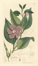Stor periwinkle, Vinca major (stor periwinkle) Handkolorerat kopparstick efter en teckning av James Sowerby för James Smith