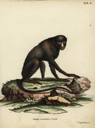 Stor fläcknosapa eller kittnosapa. Cercopithecus nictitans. Simia Nictitans Linn. Handkolorerat kopparstick av Johann Nussbiegel från Johann Christian Daniel Schrebers djurillustrationer efter naturen eller Schrebers Fantastic Anima