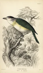 Grönryggig beckasiner, Pachyramphus viridis (Cuviers beckasiner, Pachyrhynchus cuvierii). Handkolorerat stålstick av William Lizars efter en illustration av William Swainson från Sir William Jardine