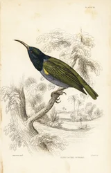 Grönhuvad solfågel (Nedre Guinea), Cyanomitra verticalis cyanocephala (Olivryggad solfågel, Cinnyris chloronotus). Handkolorerat stålstick av William Lizars efter William Swainson från Sir William Jardine