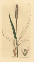 Kavelhirs, Setaria viridis (grönt panikgräs, Panicum viride). Handkolorerat kopparstick efter en teckning av James Sowerby för James Smiths 