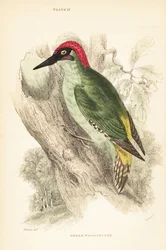 緑のキツツキ、Picus viridis、木の上に腰掛け.1889年（彫刻）スウェーデン語