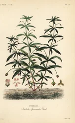 Grönviolett eller puckelryggblomma, Hybanthus calceolaria, Pombalia ipecacuanha, Pombali