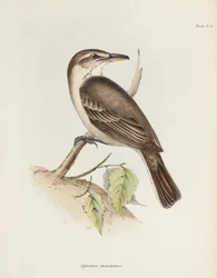 Gråmagad shrike-tyrann, c 1832-1836
