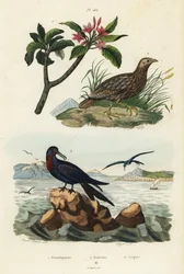 Gråvingad francolin, Scleroptila afra 2, stor fregattfågel, Fregata minor 3 och röd frangipani, Plumeria rubra 1