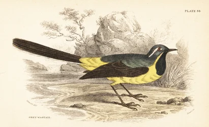 Grå vippsvans, Motacilla cinerea. 1889 (gravyr)
