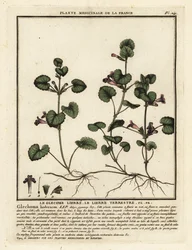 Markmurgröna, Glechoma hederacea.