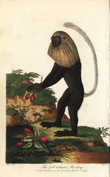Angolansk guereza eller angolansk svartvit kolobus - angolakolobus, Colobus angolensis. Helparykapa, benämnd efter sin likhet med en helparyk. Handkolorerad koppargravyr av J. Pass efter en illustration av Johann Jakob Ihle från Eb
