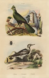 Guinea turco, Tauraco joint och Eurasian wryneck, Jynx torquilla