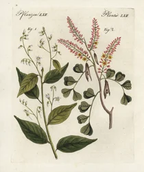 Benjointräd, Styrax benzoin 1, och timmerträd, Haematoxylon campechianum 2. Handkolorerat kopparstick från Bertuchs "Bilderbuch fur Kinder" (Bilderbok för barn), Weimar