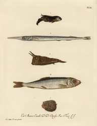 Knurrfisk, Chelidonichthys species 1, nålfisk, Belone belone 2, långhorning, Lactoria cornuta 3, sill, Clupea harengus 4, och piggsvin, Chilomycterus reticulatus 5. Handkolorerat kopparstick efter en illustration av Johann