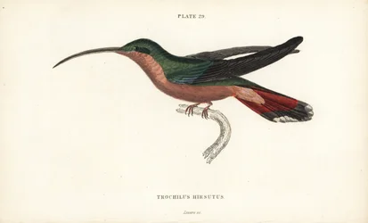 Hårbent kolibri, Glaucis hirsutus (Rufosbröstad eremit, Trochilus hirsutus). Handkolorerad stålgravyr av William Lizars från Sir William Jardine