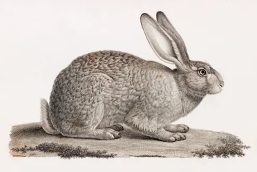 Hare från Egypten