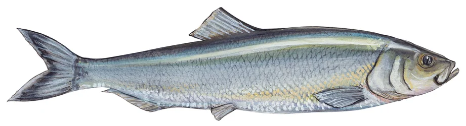 Hareng - sill (Clupea harengus)