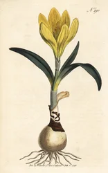 Skördare - Höstpåsklilja, Sternbergia lutea (Gul amaryllis, Amaryllis lutea) - Handkolorerat kopparstick från William Curtis