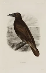 Hawaiisk kråka