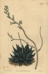 Haworthia minor eller Tulista minima (Minst pärlaloe, Aloe margaritifera minima)