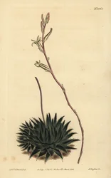 Haworthia pumila eller Tulista pumila (mörkbladig spindelaloe, Aloe arachnoides pumila)