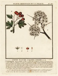 Hagtorn, Crataegus rhipidophylla