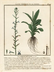 Heath lobelia, Lobelia urens.