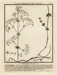 Häckstrå, Galium mollugo.