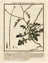 Häcksenap, Sisymbrium officinale.