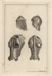 Hjälm 1,2 och järnchanfron eller chafron 3,4 som tillhörde Guy, Earl of Warwick