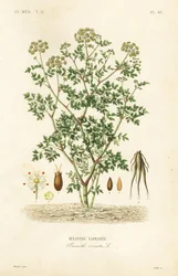 Hemlock vattendroppört, Oenanthe crocata, Oenanthe safranee