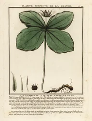 Ört-paris, Paris quadrifolia.