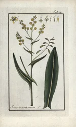 S:t Filips ört (Isatis tinctoria sativa). Litografi från "Afbeelding der Artseny-Gewassen" av Johannes Zorn (1739-1799), Nederländerna