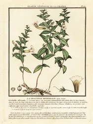 Nådens ört, Gratiola officinalis.