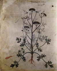 Örter Koriander (koriandre)