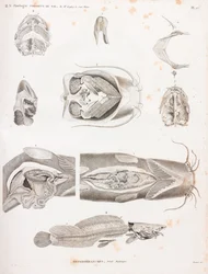 Heterobranches, anatomiska detaljer
