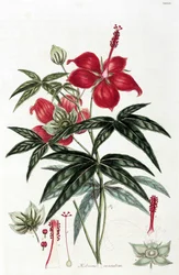 Hibiskus