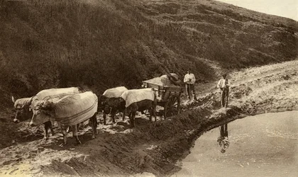 Oxar täckt med baskiska tyger, tidigt 1900-tal (s/v foto)