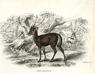 Svinhjort, Axis porcinus, utrotningshotad. Handkolorerad litografi av Gebhart från Georg Friedrich Treitschkes naturhistoriska galleri, Naturhistorischer Bildersaal des Thierreiches, Liepzig-1842.