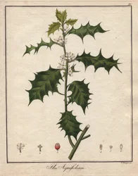Holly. Färgat kopparstick, i Botanique Medicinale (publicerad i Berlin, Tyskland