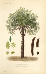 Korstörne eller taggigt korstörne, Gleditsia triacanthos, Gleditschia triacanthos, tretaggigt feberträd